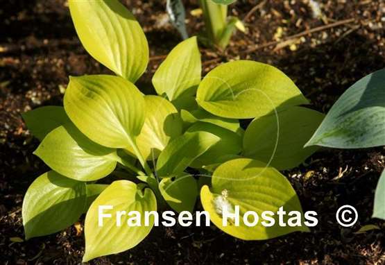 Hosta Limetini